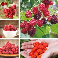 50 Pcs Rare Delicious Raspberry Fruit Seed Sweet Juicy Raspberries Garden Plant