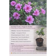 Pokok Bunga Azalea Rhododendron Berbunga Lebat Warna Cerah Pokok Hiasan Taman / Azalea Rhododendron 