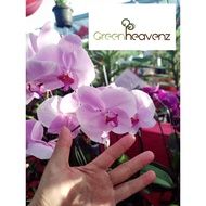 <GreenHeavenz> Phalaenopsis Orchid Pokok Orkid Buttergly Live Plant 蝴蝶兰