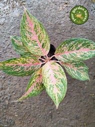 Aglaonema Laksap (Limited Stocks Only) with FREE garden soil plastic pot and marble chip pebbles - p