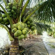 VIRAL BURUANN Bibit kelapa wulung akar merah 100 ASLI RECOMENDED