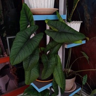 alocasia bisma silver