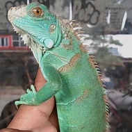 iguana blue juve awal