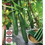 15 BIJI BENIH(REPACK) TIMUN JEPUN F1.JAPANESE CUCUMBER SEEDS.