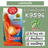 เมล็ดพันธุ์ข้าวโพดเลี้ยงสัตว์ ซีเค K9596 9596  (จำกัด1กระสอบต่อ1คำสั่งซื้อ)