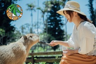 【沖繩．童樂會】DMM水族館、兒童王國、療癒水豚君、海洋博海豚秀四日遊