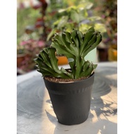 Coral Cactus / Euphorbia lactea Cristata / Cristata Cactus / Coral Kaktus / Green Coral Cactus