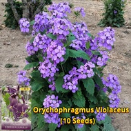 เมล็ดพันธุ์ บอนสี Orychophragmus Violaceus Seed Purple Orchids Flower Seeds บรรจุ 10 เมล็ด เมล็ดดอกไ