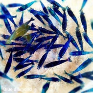 udang hias blue diamond paket 50 ekor bonus tanaman hias mos
