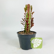Euphorbia Lactea Green & Red IOB