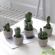 Turtle Leaf ins Living Room Cactus Green Plant Plant Cactus Home Potted Decoration Fake Flower Simul
