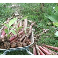 3 ANAK/ SULUR pisang emas/berangan/tanduk/nangka/lemak manis.BENIH DARI INDUK TISU