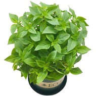 50pcs Herb Garden Seed,Basil, Rosemary,Lemon Grass, Parsley,Thyme Seeds for Planting (Basil)