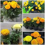 Dwarf marigold seeds mixed 50 seeds 35-40 cm