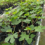 ANAK POKOK TIN / POKOK BUAH TIN / FIG TREE / POKOK TIN 🌱