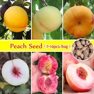 Mixed Varieties Peach Tree Seeds for Sale (7-10seeds) Peach Fruit Seeds Delicious Fruit Plant Seeds 