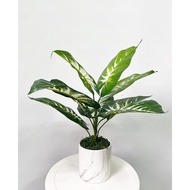Plant Philodendron Zebra artificial with pot, home decor, indoor, garden Aplant764