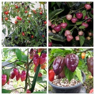 - Paket 7 Jenis Benih Biji Bibit Cabe Hias Cabe Unik Cabe Ungu Cabai Unik Eksotis Hias GRATIS