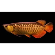 ⭕ Ikanhias Ikan Hias Arowana Arwana Golden Red (Rtg) 8-10 Cm