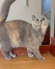 kucing british shorthair bsh cat ped blue tortie betina indukan short