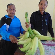 bibit pisang tanduk super