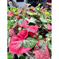 Caladium Keladi 彩叶芋 Red Beret/Cat Tumpah Plant Pokok