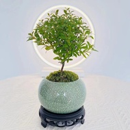 香昔庄园  小叶赤楠盆景室内绿植盆栽客厅办公室桌面摆件好养活 小叶赤楠【如图示栽好】 冰裂盆+底座+苔藓