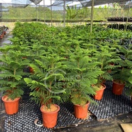 TKL - Big Size Araucaria Cunninghamii Hong Kong Pine Live Plant 60cm/75cm/3 Stems 大型南洋杉/圣诞树