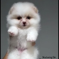 anjing mini pom