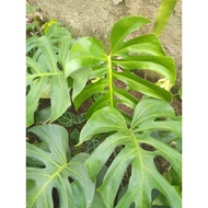 Monstera deliciosa/borsigiana