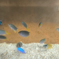 ikan betok ekor kuning jae jae ekor kuning air laut