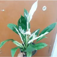 VARIEGATED PEACE LILY (Anak Pokok)