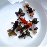 BIBIT IKAN MAS KOKI ORANDA TRICOLOR 6 EKOR BERKUALITAS