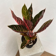 TANAMAN HIAS - AGLAONEMA ROTUNDUM ASLI SUMATRA DAUN GELAP TULANG MERAH