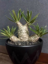三頭 象牙宮（Pachypodium rosulatum var. gracilius）