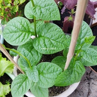 Biji Benih Bayam Remayong 40pcs Malabar Spinach Seeds Vegetable Seed Vege Sayur Sayuran