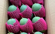 【甜蜜開採！台南楠西 烏香芒果10斤裝(12粒)】金黃果肉 帶有濃郁龍眼香的黑香芒果