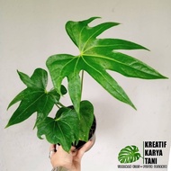 Anthurium jari pedatoradiatum - Anthurium jari