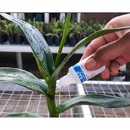 BAP HORMONE 6 BA BENZYLAMINO PURIN 30ML Orchid Hormone Shoot Growth Hormone