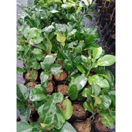 Pokok limau bali isi merah