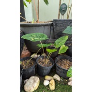 【Ready Stock】 Alocasia New Guinea Gold Keladi Emas 916 Pokok Hidup Living Plant