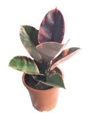 Rubber Tree 'Ruby' (Ficus elastica) (1 Pc) -Plus  FREE Philodendron Lemon Green