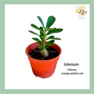 [Succulent Plant]Adenium 沙漠玫瑰/富贵花盆栽