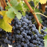 READY STOCK Baja 3 IN 1 SB Pokok Anggur Pack Jimat Organik + Subur + Buah 1000gram + free 500gram