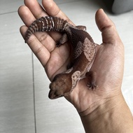 AFT African Fat Tailed Gecko OREO