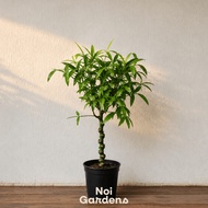Chinese Bamboo Plant - Easy Care, Fuss Free House Plant