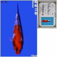 Koi Import Showa farm ISA Murah 19cm Ikan Koi Showa Import Serti