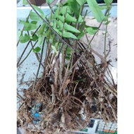 pokok Paku uban/paku kubok