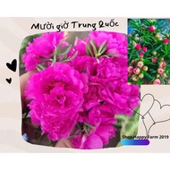 5 Chinese ten o'clock branches (flowers bloom all day)