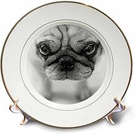 3dRose cp_11177_1 Pug Porcelain Plate, 8"